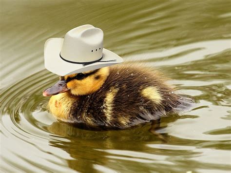 Nobody thought this piglet would survive. "Duck wearing cowboy hat 2" by cow-ducks | Redbubble