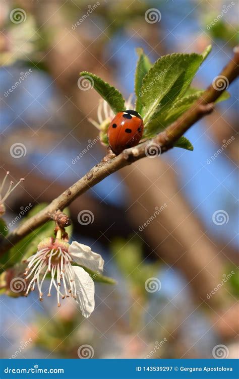 ladybug stock image image of bizz spring twig sesons 143539297