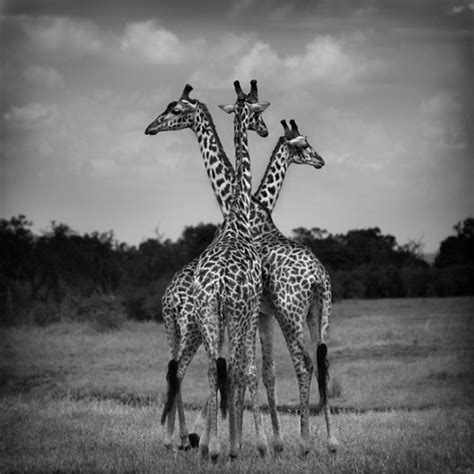 Place the confectioners' sugar in a medium bowl and whisk in 3 tablespoons boiling water, the corn syrup, vanilla and salt. Black and White Animal Photography - Undercover Blog