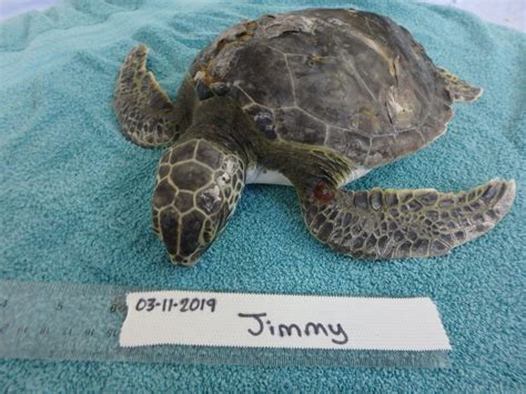 Jimmy The Turtle Hospital Rescue Rehab Release