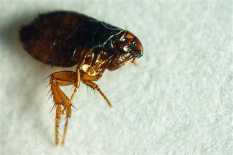How Long Do Fleas Live On Carpet How To Get Rid Of Them The Healthy
