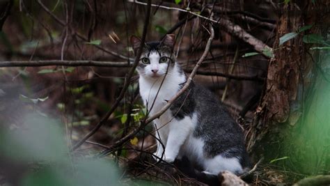 Volunteers Taking Care Of The Southwest Florida Feral Cat Population