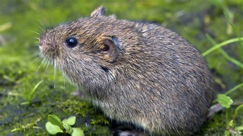 Vole Pest Control And Treatment In Reading Allentown And Fleetwood Pa