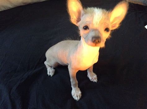 Chinese Chrested X Chihuahua Pup For Sale In Clapham London Gumtree