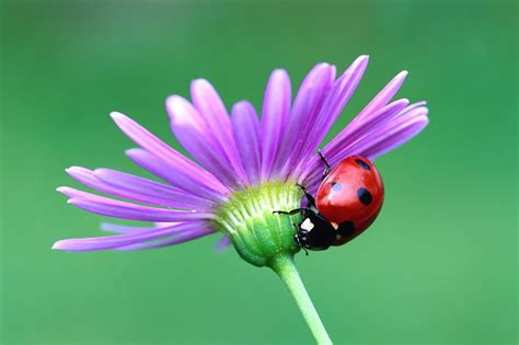 See what laura colletti (laura_colletti1) has discovered on pinterest, the world's biggest collection of ideas. Lady Bug Wallpapers - Wallpaper Cave