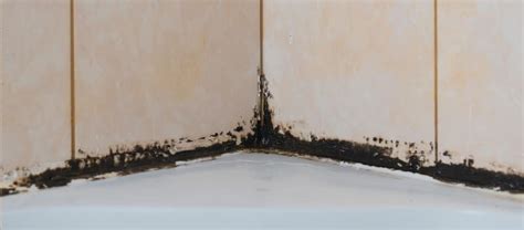 Black Mold Bathroom Tile