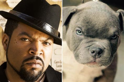 Celebrities And Their Dog Look Alikes