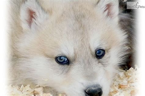 Wolf Hybrid Puppy For Sale Near Las Vegas Nevada Ab987ef9 C931