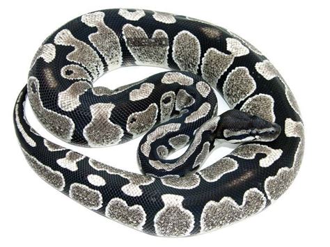 Axanthic Morph List World Of Ball Pythons