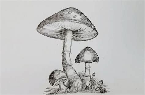 How To Draw Realistic Mushrooms With Pencil