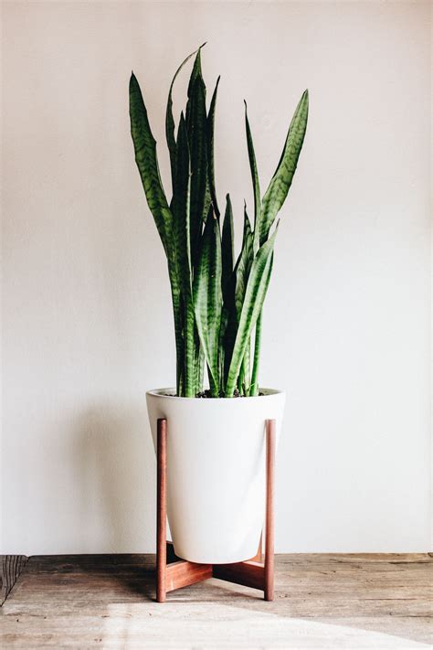 Modernica Case Study Funnel Planter With Wood Stand
