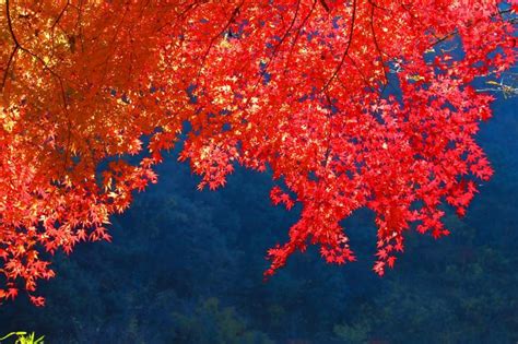 10 Best Places To See Autumn Leaves In Japan Jrailpass