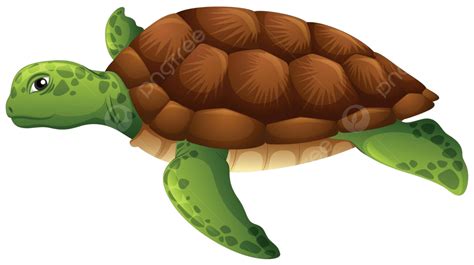 Green Sea Turtle White Background Aquatic Drawing Cartoon Vector