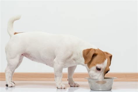 Premium Photo Jack Russell Terier Puppy Eating Dogs Food