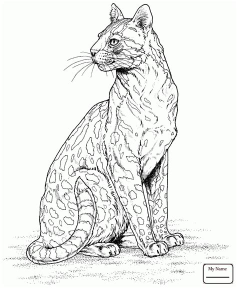 Excellent baby leopardoring pages pictures snazzy for image tiger. Baby Snow Leopard Drawing at GetDrawings | Free download