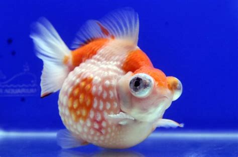 Pearlscale Goldfish ~ Goldfish Lifespan