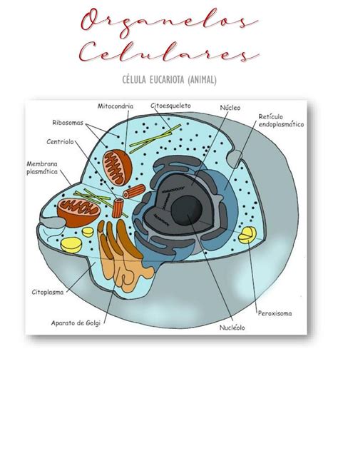 Organelos Celulares Son Los Componentes De La C 233 Lula Organelos