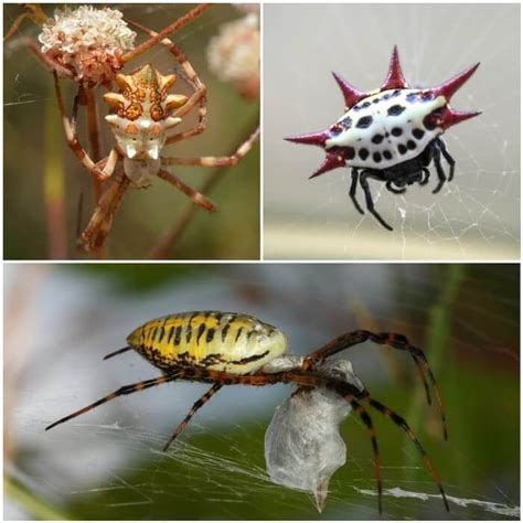 Tipos de Arañas Más Comunes Inofensivas y Venenosas Fotos Insects Animals Home Animals