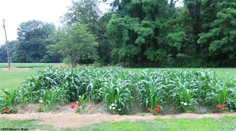 Your garden supply and advice hq. Mulching with Grass Clippings in the Garden
