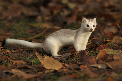 Long Tailed Weasel Adaptation Animals Beautiful Baby Dogs