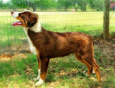 Mini australian shepherd short hair. Short Hair Australian Shepherd Beagle Mix