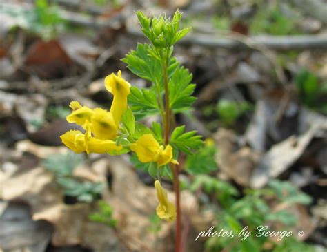 Yellow tennessee is a participant in the amazon services llc associates program, an affiliate advertising program designed to provide a means for sites to earn advertising fees by advertising and. Yellow Corydalis, Yellow Harlequin (Corydalis flavula ...