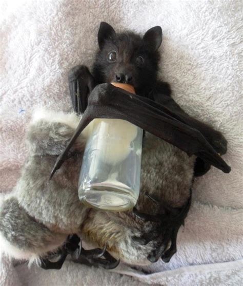 17 Photos Of Bats That Prove Theyre Adorable Af