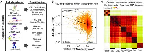 Rna Splicing Is A Primary Link Between Genetic Variation And Disease