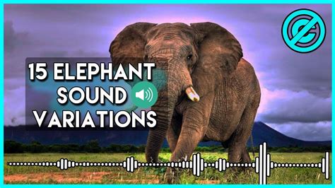 15 Elephant Sound Variations In 30 Seconds No Copyright Youtube