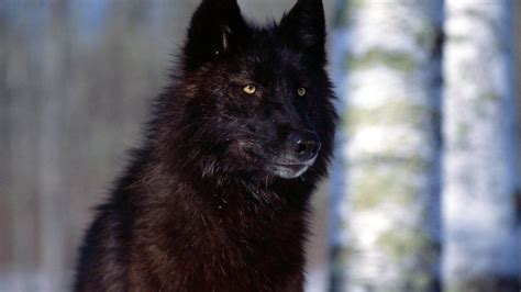 Yellow Eyes Black Wolf 1920 × 1080 Wallpaper