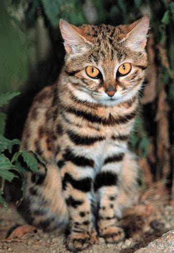Black Footed Cat International Society For Endangered Cats