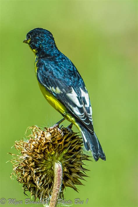 Lesser goldfinches are small finches with bright yellow undersides. Lesser Goldfinch | Beautiful birds, Bird pictures ...