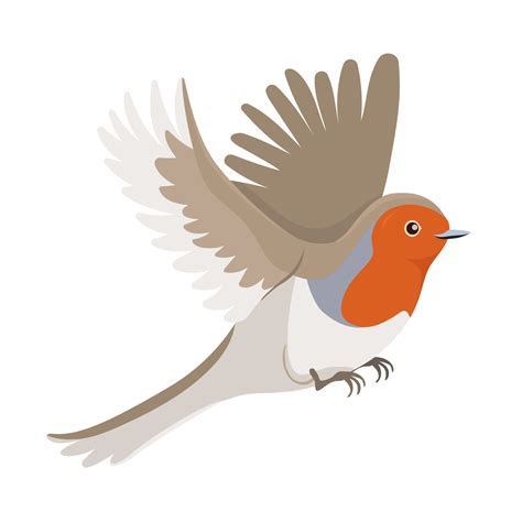 Robin Bird In Flight Isolated On A White Background Vector Graphics