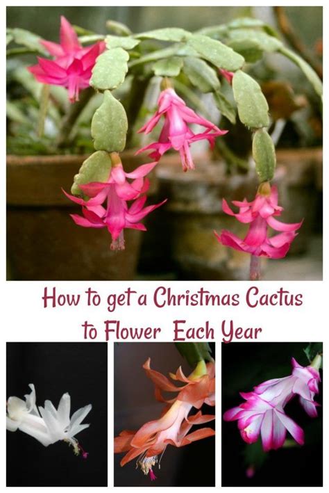 Christmas Cactus How To Get This Festive Holiday Plant To Flower