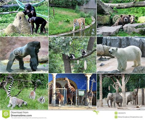 Collage Of Different Animals Stock Photo Image 45240475