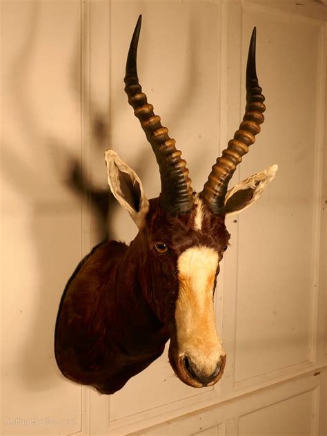 Antiques Atlas 19th Century African Antelope Head Hunting Trophy