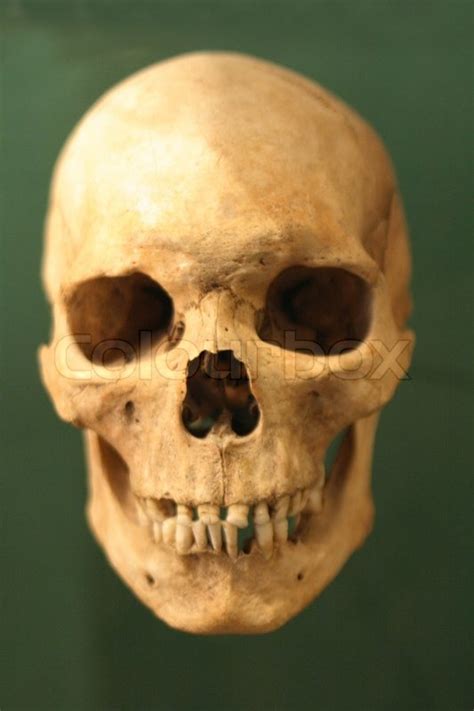 Very Old Human Skull On The Green Background Stock Photo Colourbox