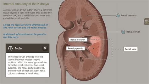 Understanding The Anatomy Of The Urinary System Adam