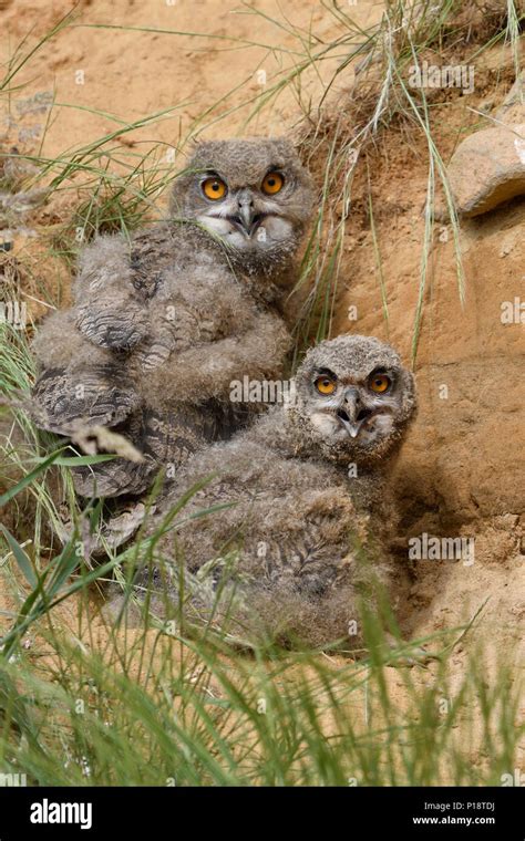 Eurasian Eagle Owls Europaeische Uhus Bubo Bubo Young Chicks
