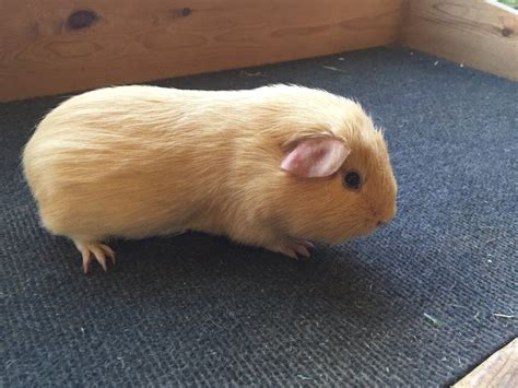 Young Cream Self Smooth Coated Guinea Pig Boars For Sale In Witham