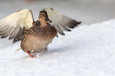 Duck Landing On The Snow Stock Photo Image Of Wildlife 88833930