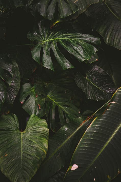 20 Best Free Green Pictures On Unsplash Plant Wallpaper Plant