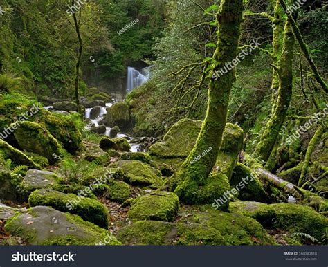Enchanted Forest Creek Near Torc Waterfall Stock Photo 184040810