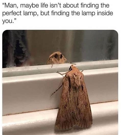 The Best Moth Memes Memedroid