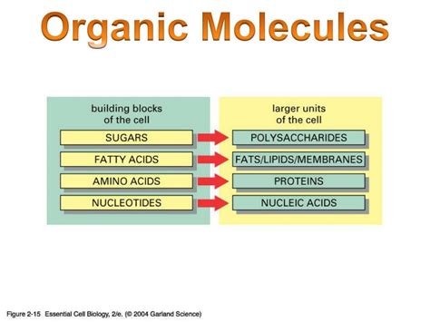 Ppt Organic Molecules Powerpoint Presentation Free Download Id6618424