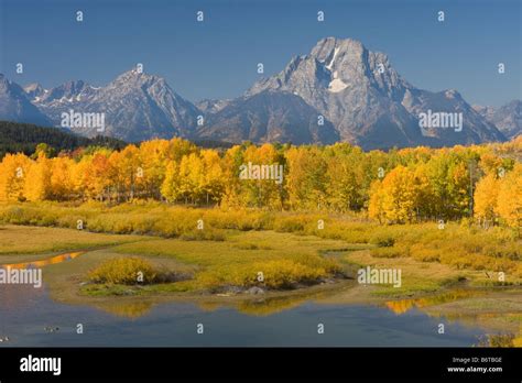 Mount Moran Above Aspen At Oxbow Bend In Fall Grand Teton National Park