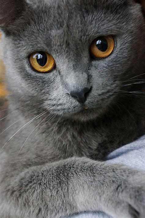 gray - Котизм, №507968924 | Фотострана – cайт знакомств, развлечений и игр