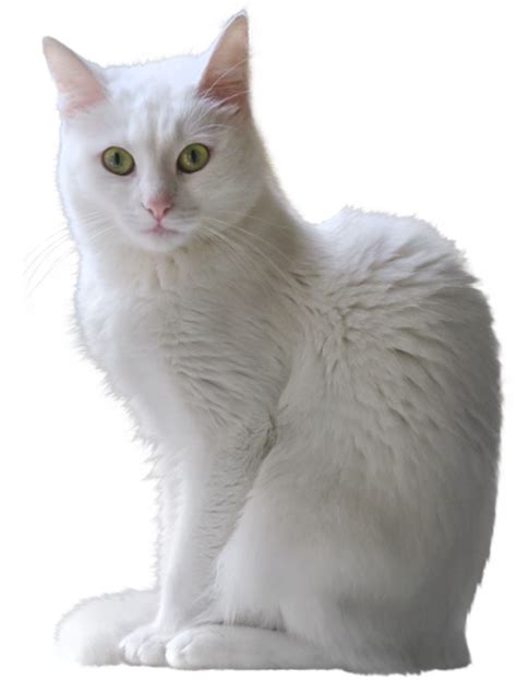 White Kitten Transparent Png Clipart