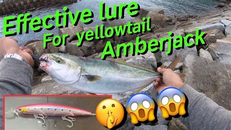 Effective Lure For Yellowtail Amberjack Youtube