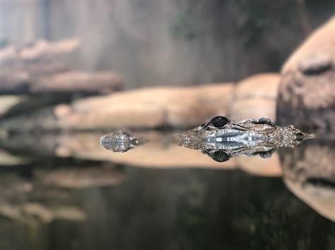 You can begin by talking about skills, responses and actions that have been strengthened by this experience. Self-reflection | The Medical Journal of Australia